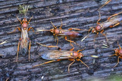 <i>Lymantrichneumon disparis</i>