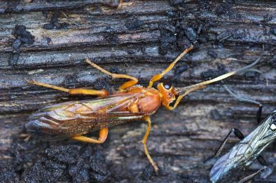 <i>Lymantrichneumon disparis</i>