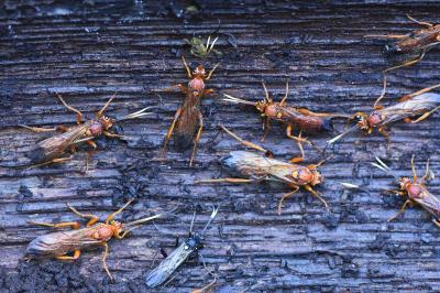 <i>Lymantrichneumon disparis</i>