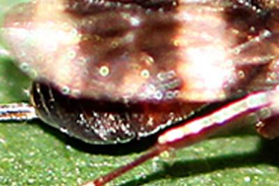 <i>Gelis areator</i>