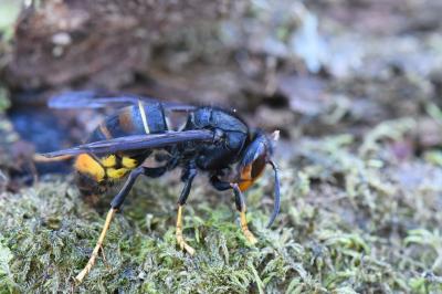 Frelon à pattes jaunes
