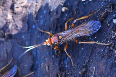 <i>Lymantrichneumon disparis</i>