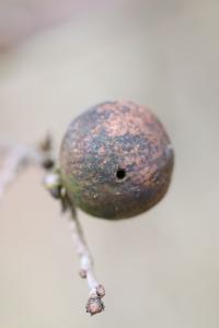 Cynips de la galle ronde du chêne