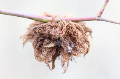 Cynips du rosier