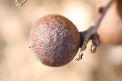 Cynips de la galle ronde du chêne