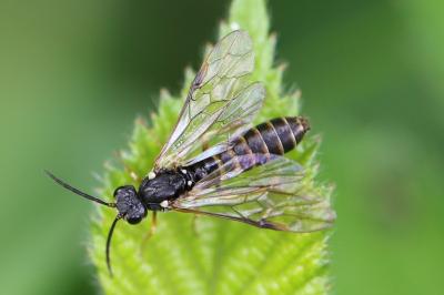 <i>Strongylogaster multifasciata</i>