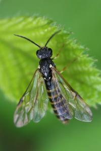 <i>Strongylogaster multifasciata</i>