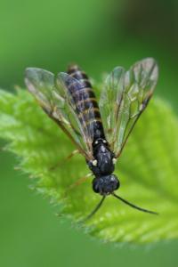 <i>Strongylogaster multifasciata</i>