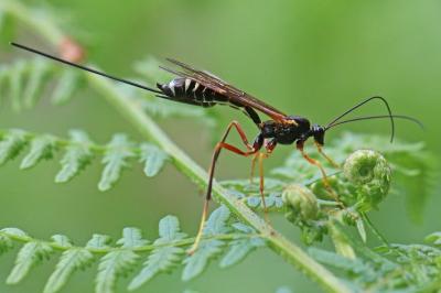 <i>Coleocentrus excitator</i>