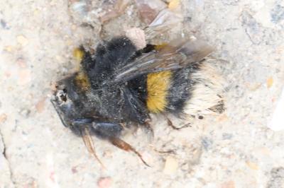 <i>Bombus terrestris/lucorum</i>