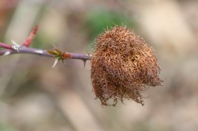 Cynips du rosier