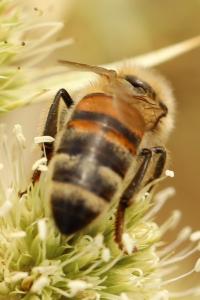 Abeille domestique