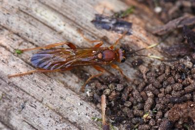 <i>Lymantrichneumon disparis</i>
