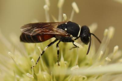 <i>Hylaeus variegatus</i>