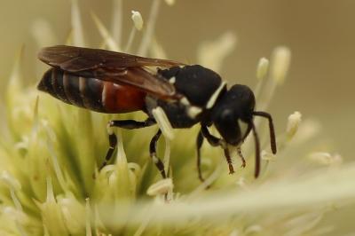 <i>Hylaeus variegatus</i>