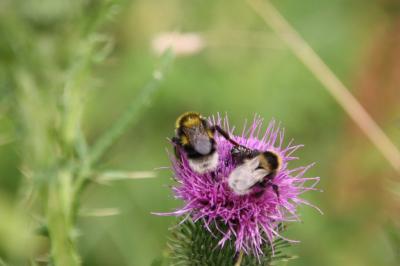 <i>Bombus</i>
