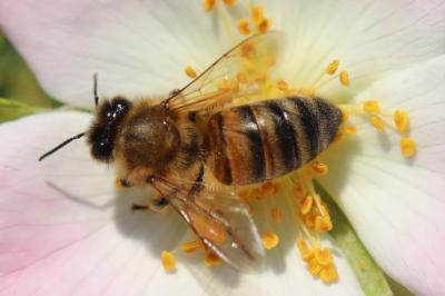 Abeille domestique