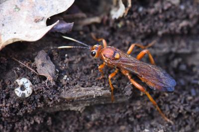<i>Lymantrichneumon disparis</i>