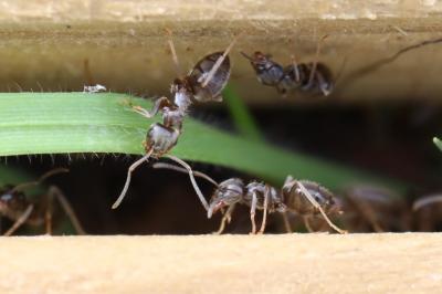 <i>Lasius</i>