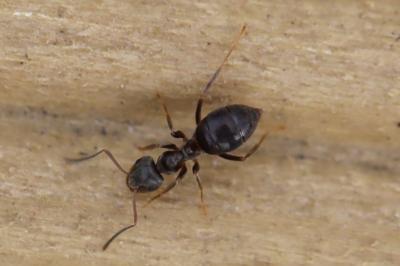 <i>Lasius</i>