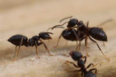 <i>Lasius</i>