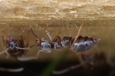 <i>Lasius</i>