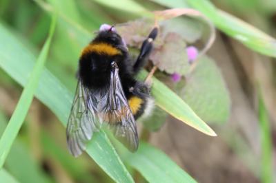 <i>Bombus terrestris/lucorum</i>