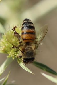 Abeille domestique