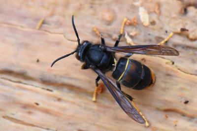 Frelon à pattes jaunes