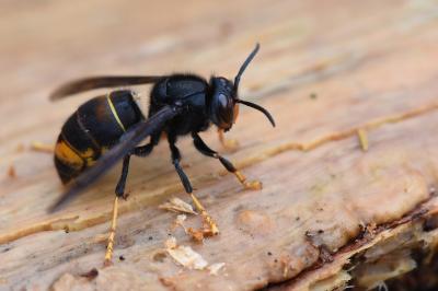 Frelon à pattes jaunes