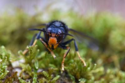 Frelon à pattes jaunes