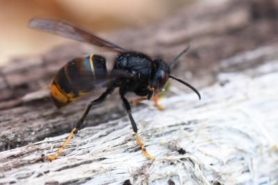 Frelon à pattes jaunes