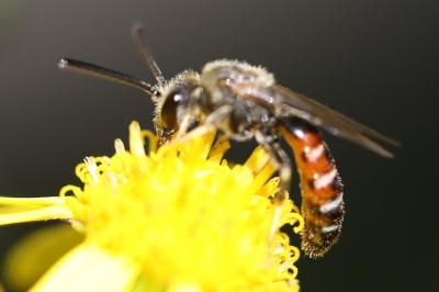 Lasioglossum calceatum