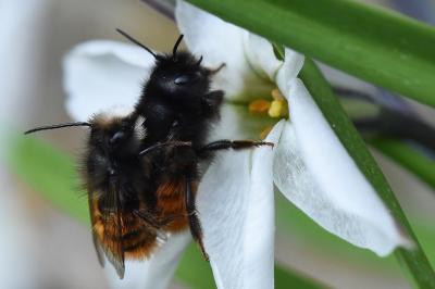 Osmia cornuta