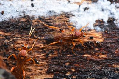 <i>Lymantrichneumon disparis</i>