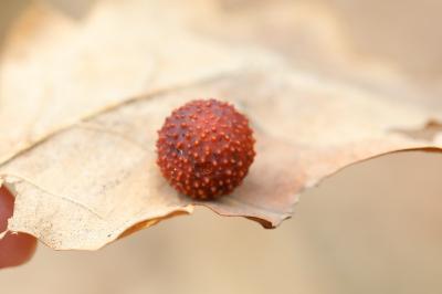 Cynips quercusfolii
