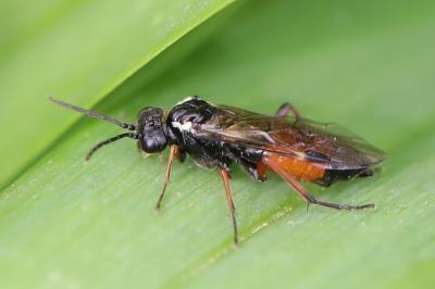 <i>Aglaostigma aucupariae</i>