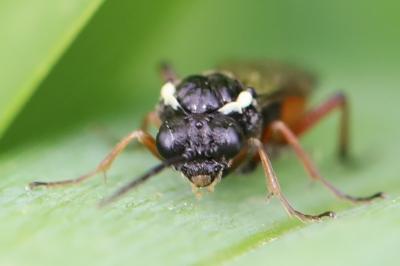 <i>Aglaostigma aucupariae</i>