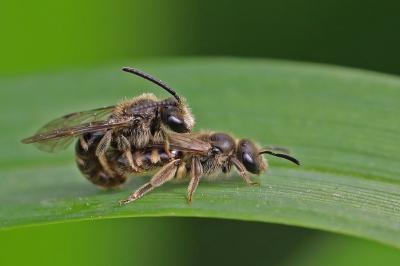 <i>Lasioglossum</i>