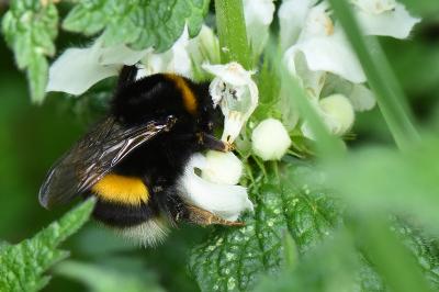 <i>Bombus terrestris/lucorum</i>