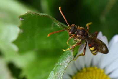 Nomada flava