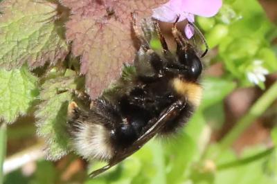 <i>Bombus</i>