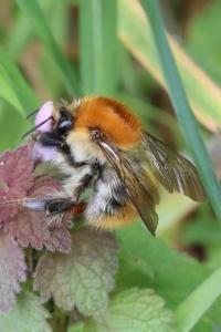 Bourdon des champs