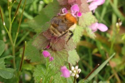 Bourdon des champs