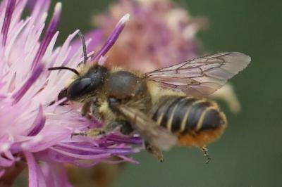 Megachile centuncularis