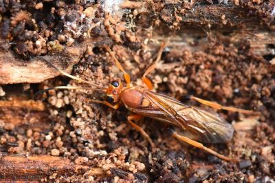 <i>Lymantrichneumon disparis</i>