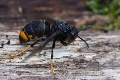 Frelon à pattes jaunes