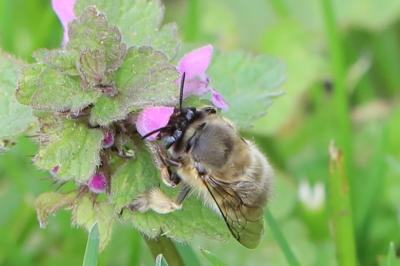 Anthophore à pattes plumeuses