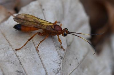 Lymantrichneumon disparis