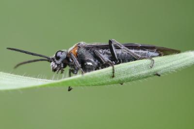 <i>Dolerus haematodes</i>